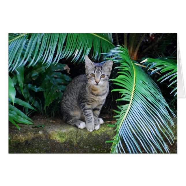 Carte Jungle Tabby Kitten (Devant horizontal)