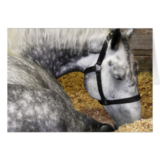 Carte juste du cheval 5x7 de Puyallup