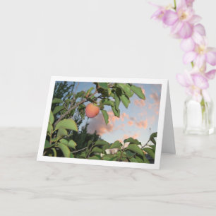 Carte Kaki sur l'arbre, portrait de ciel rose