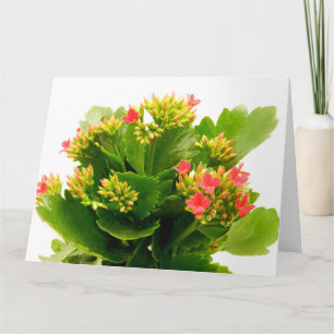 Carte Kalanchoe blossfeldiana