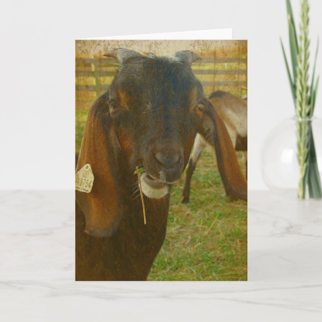 Carte Kalvin Dit Bonjour (Devant)