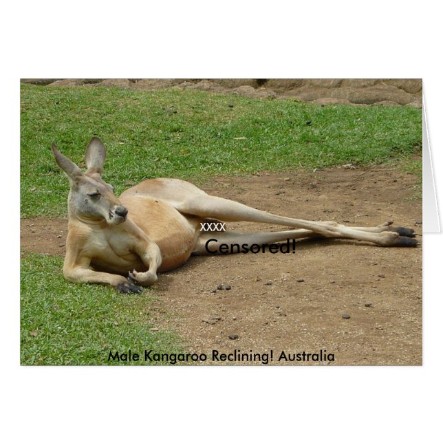 Carte Kangourou mâle couché ! Australie (Devant horizontal)