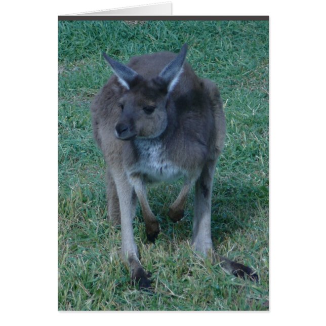 Carte kangourou Skippy (Devant)