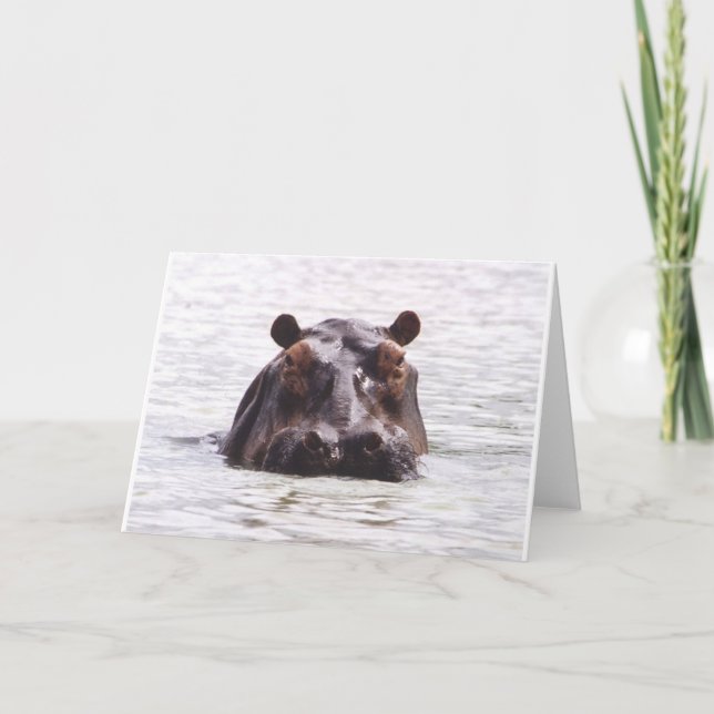 Carte Keeboko curieux (hippopotame) (Devant)