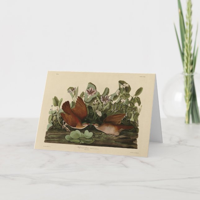 Carte Key-west Dove, Quail-Dove Audubon Birds of America (Devant)