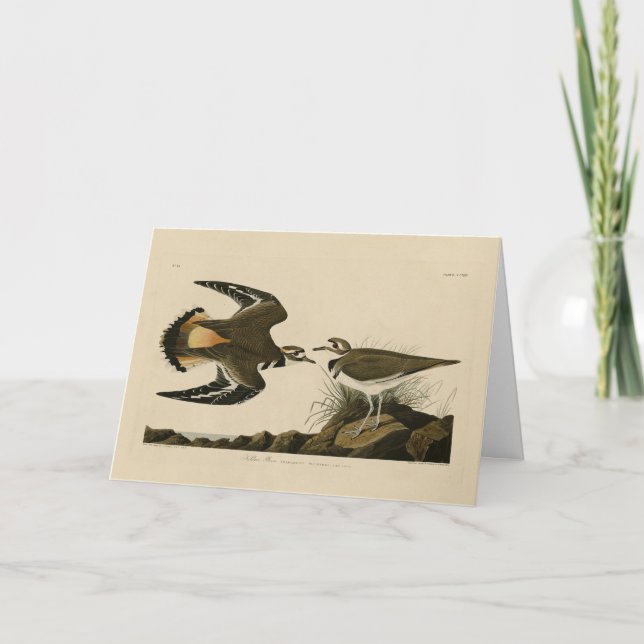 Carte Kildeer Plover (Killdeer) Audubon Birds of America (Devant)