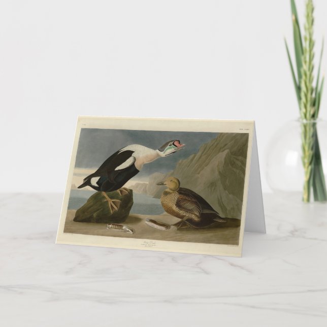 Carte King Duck (roi Eider) Audubon's Birds of America (Devant)