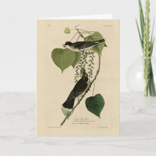 Carte Kingbird de l'est des oiseaux d'Amérique d'Audubon