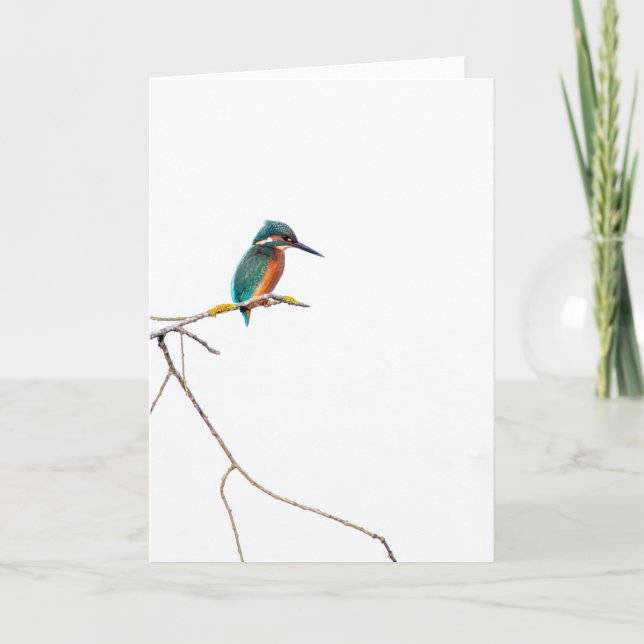 Carte Kingfisher minimaliste sur blanc pour ornithologue (Devant)