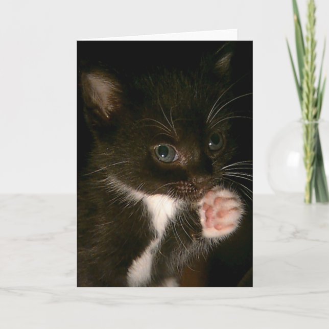 Carte Kitten (Devant)