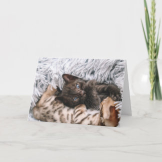 Carte Kitten