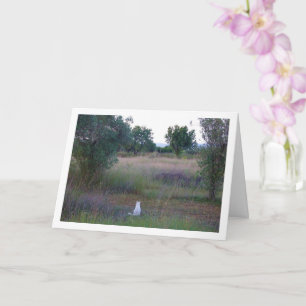 Carte Kitten blanc à Campo