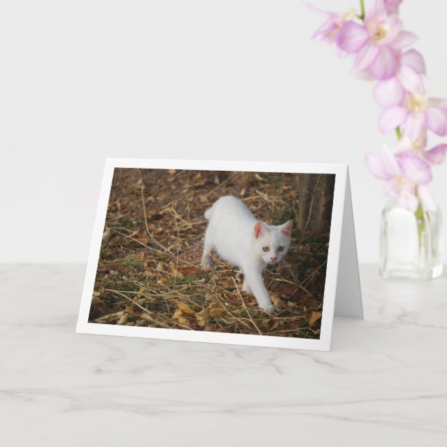 Carte Kitten blanc en portrait de forêt (Orchidée)