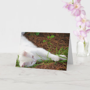 Carte Kitten blanc sur aiguilles de pin