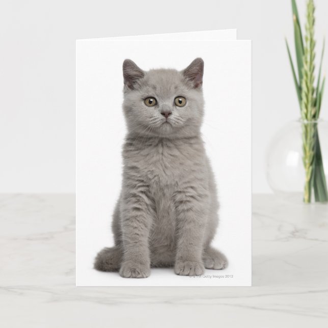 Carte Kitten de Shorthair britannique (10 semaines) 2 (Devant)