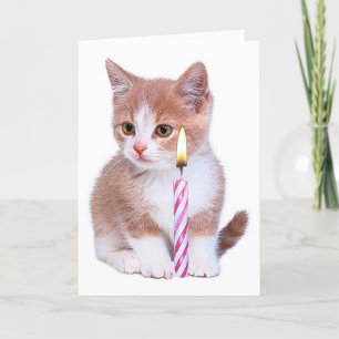 Carte Kitten et une bougie rose