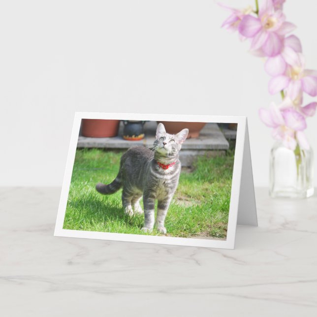Carte Kitten gris dans le portrait de jardin (Orchidée)