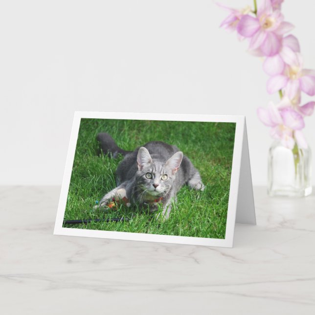 Carte Kitten gris sur la pelouse avec jouet (Orchidée)