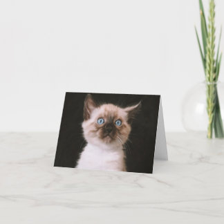 Carte Kitten Love
