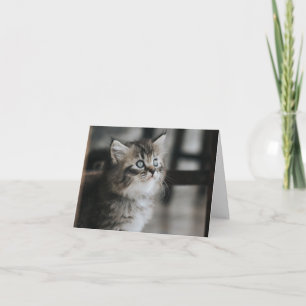 Carte Kitten Love