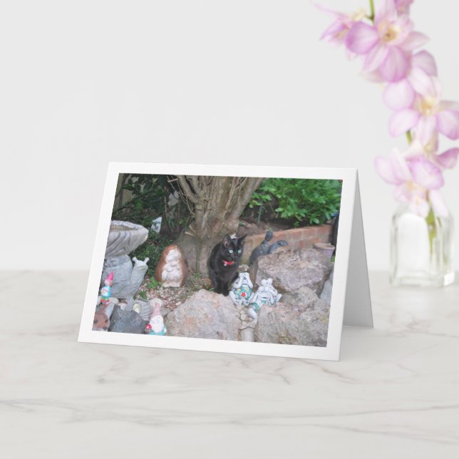 Carte Kitten noir sur Rockery (Orchidée)