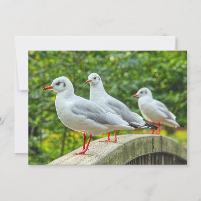 Carte Kittiwakes à pattes rouges (Devant)
