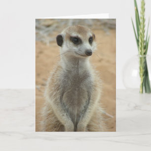 Carte KMP 3 - Hemulen Moomins