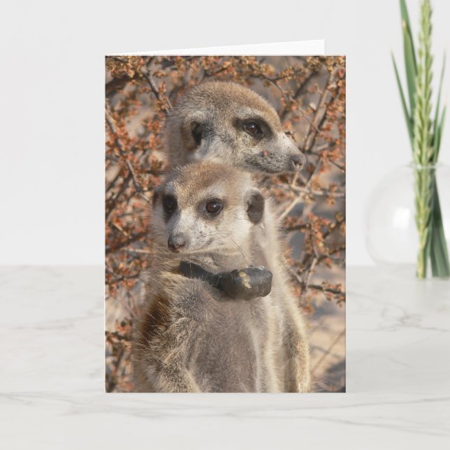 Carte KMP 4 - Jo Jo Bonjour et Habusu (Devant)