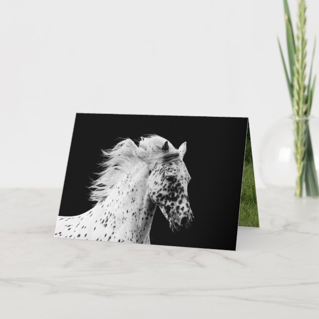 Carte Knabstrupper Stallion exécute Horse Grey Card (Devant)