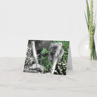 Carte Koala