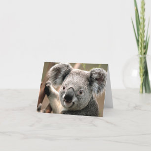 Carte Koala