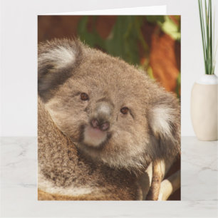 Carte Koala