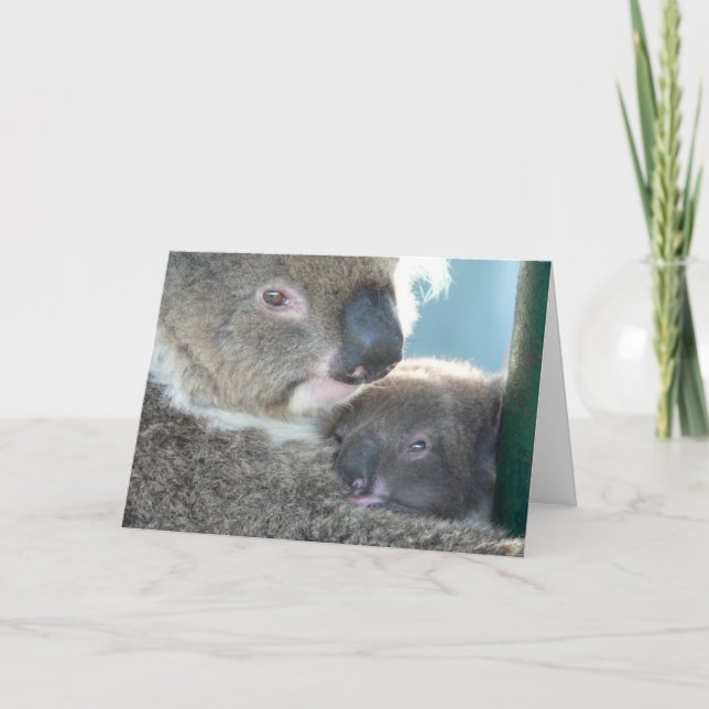 Carte Koala Bears (Devant)