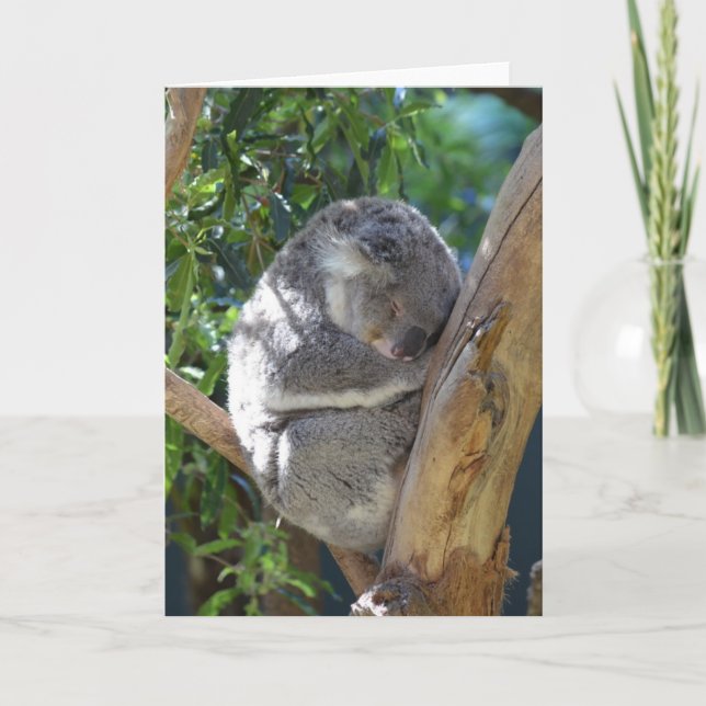 Carte Koala dormant dans l'arbre (Devant)