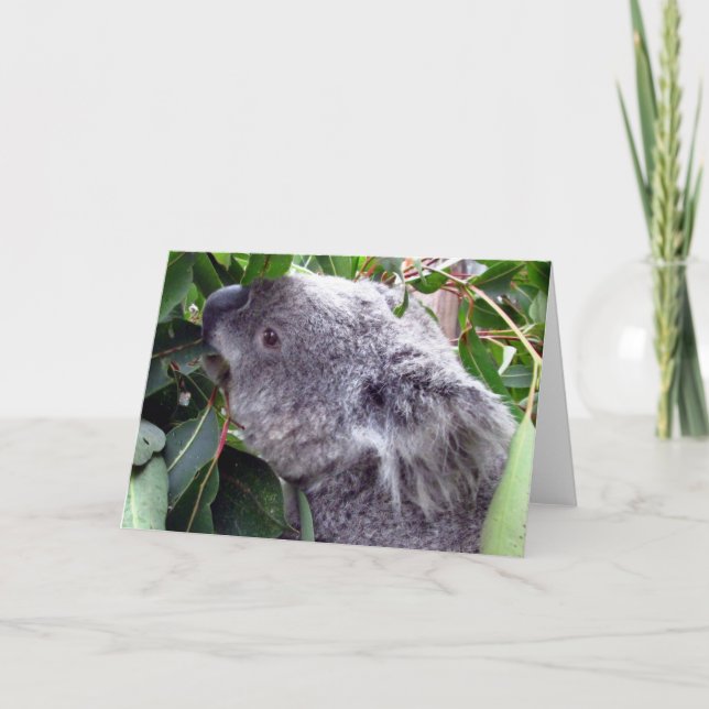Carte koala mange (Devant)
