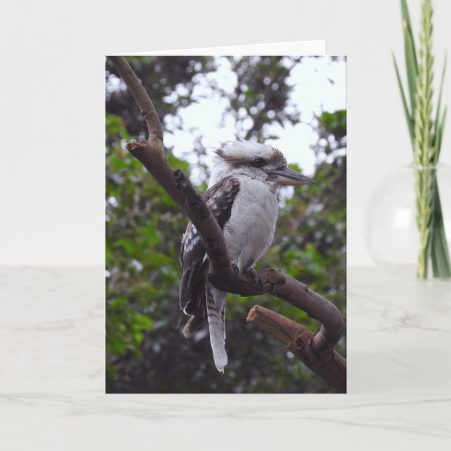 Carte Kookaburra (Devant)
