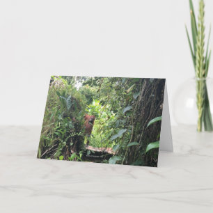 Carte Krista Orangutan explore Rainforest, Indonésie