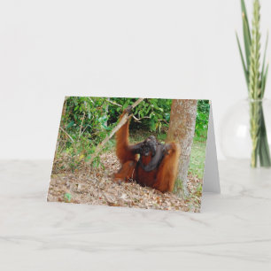 Carte Kusasi, roi célèbre d'orang-outan au camp Leakey