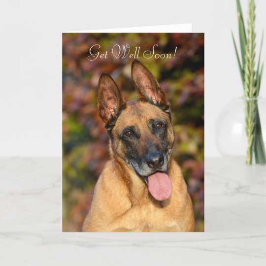 Carte La Coutume De Chien De Malinois De Belge Zazzle Fr