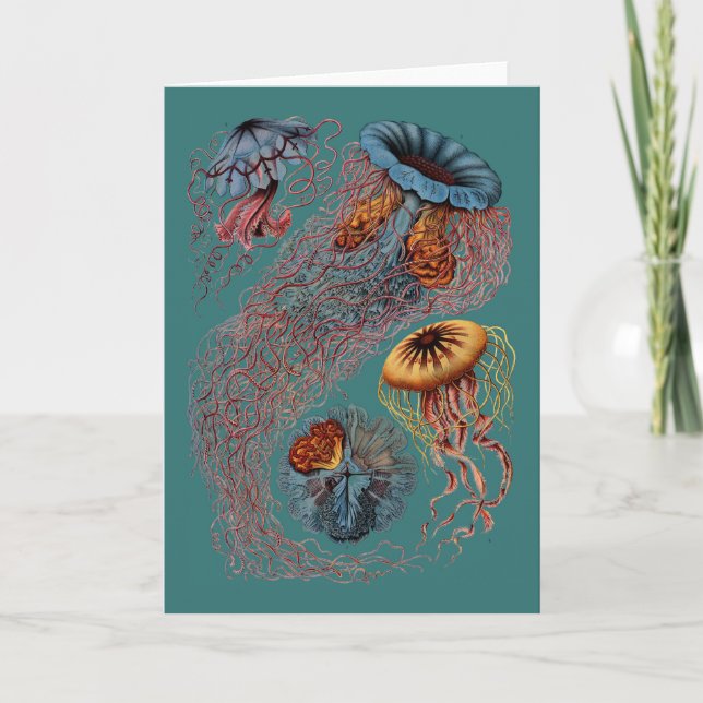 Carte La disco Medusae d'Ernst Haeckel (Devant)