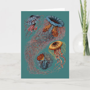 Carte La disco Medusae d'Ernst Haeckel