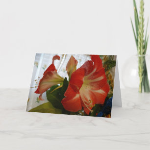 Carte La Faveur de Dieu, Stargazer Amaryllis