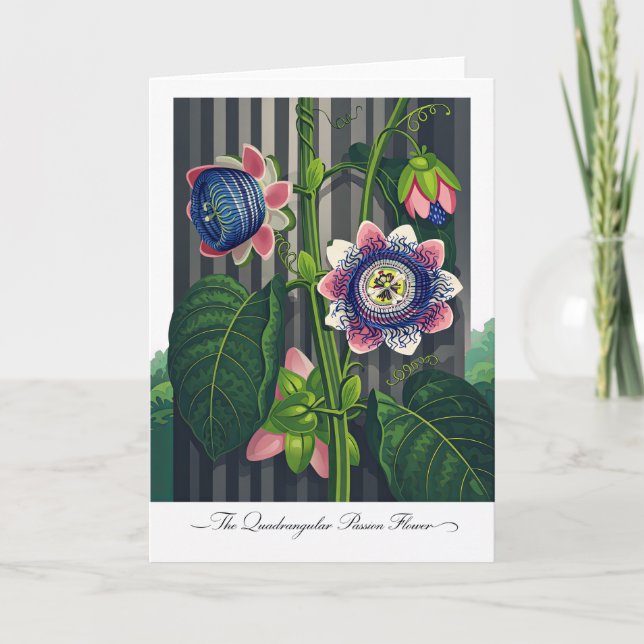 Carte La Fleur de la Passion Quadrangulaire Botanique Mo (Devant)