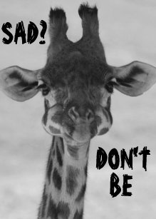 Cartes De Vœux Humour Girafe Zazzle Fr Cartes De Vœux Humour Girafe Zazzle Fr