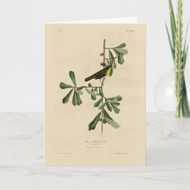 Carte La gorge jaune de Roscoe, les oiseaux d'Amérique d (Devant)