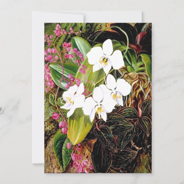 Carte La Moth Orchid malaisienne et un grimpeur américai (Devant)