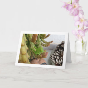 Carte La nymphe égyptienne de sauterelle sur le Plante C