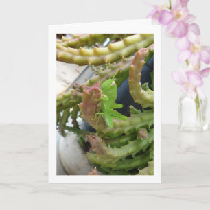 Carte La nymphe égyptienne de sauterelle sur le Plante C