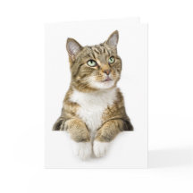 La pensée à vous cardent