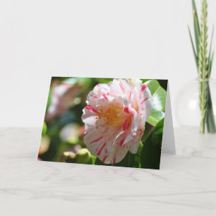 Carte La Peppermint Camellia Close - Art Cadre